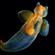 Illustration for article titled I cant believe these creatures actually exist on our planet